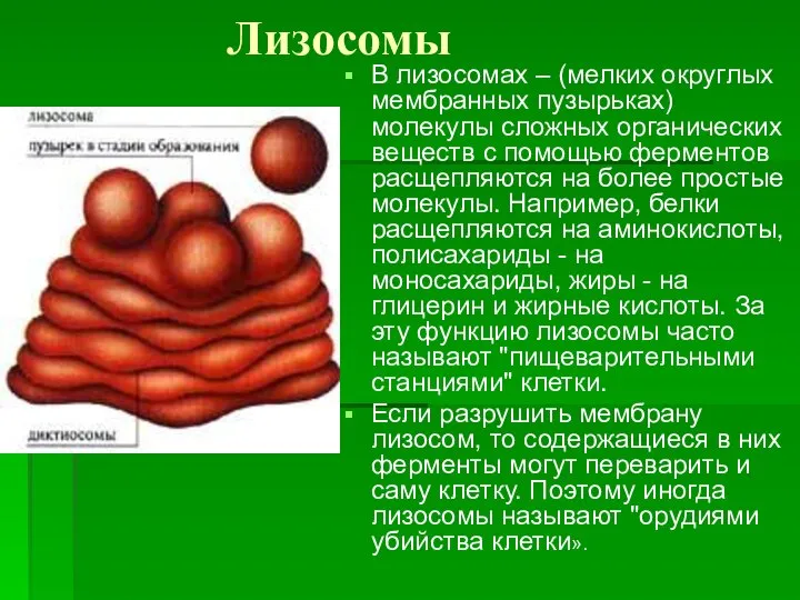 Лизосомы В лизосомах – (мелких округлых мембранных пузырьках) молекулы сложных органических веществ