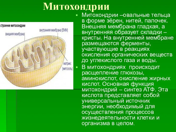 Митохондрии Митохондрии –овальные тельца в форме зёрен, нитей, палочек. Внешняя мембрана гладкая,