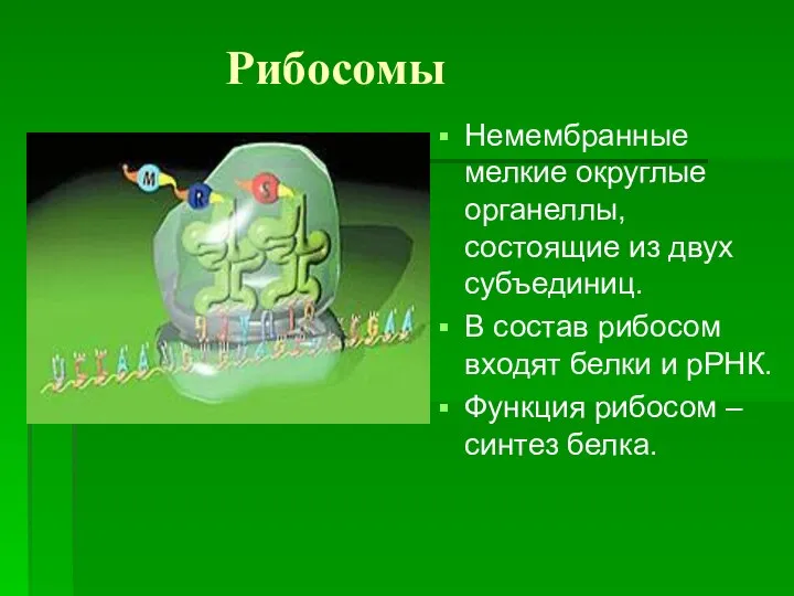 Рибосомы Немембранные мелкие округлые органеллы, состоящие из двух субъединиц. В состав рибосом