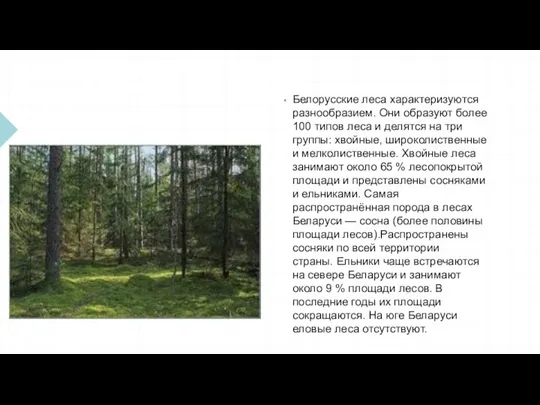 Белорусские леса характеризуются разнообразием. Они образуют более 100 типов леса и делятся