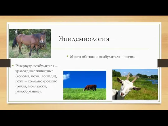 Эпидемиология Резервуар возбудителя – травоядные животные(коровы, козы, лошади), реже – холоднокровные(рыбы, моллюски,