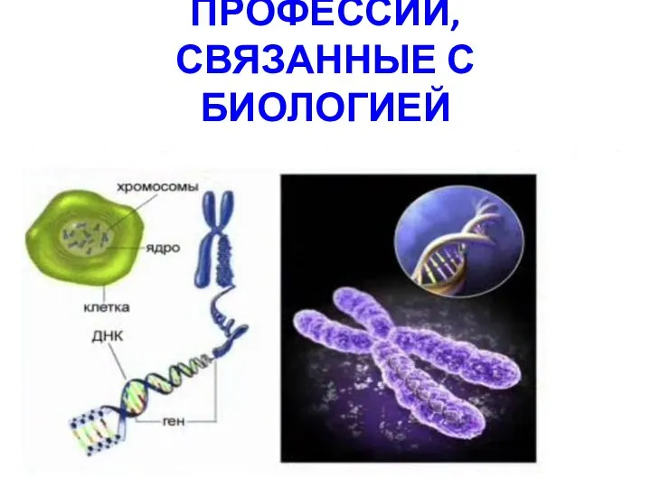 ПРОФЕССИИ, СВЯЗАННЫЕ С БИОЛОГИЕЙ