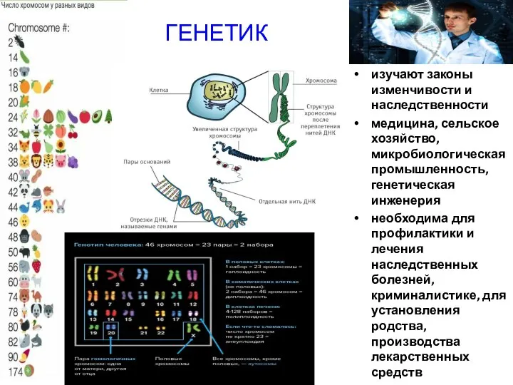 ГЕНЕТИК изучают законы изменчивости и наследственности медицина, сельское хозяйство, микробиологическая промышленность, генетическая