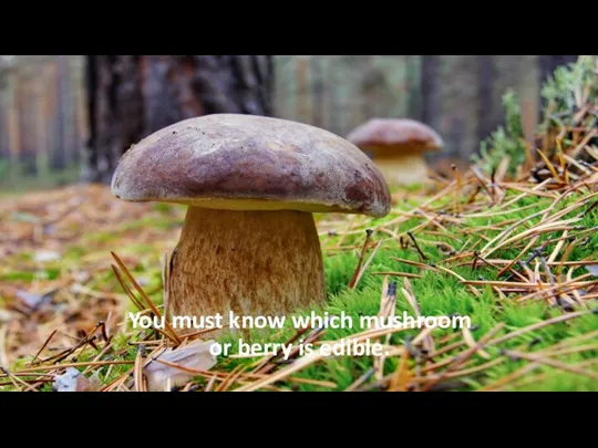 You must know which mushroom or berry is edible.