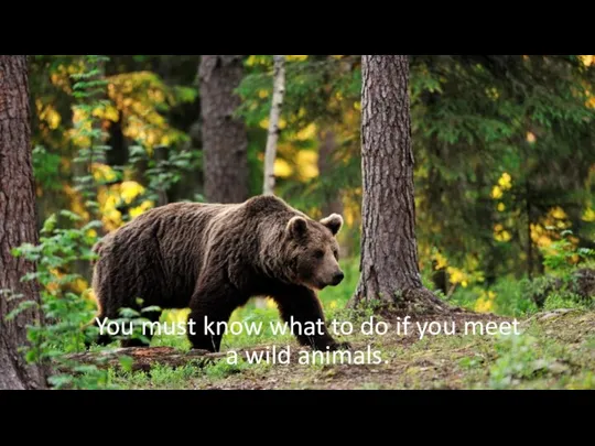 You must know what to do if you meet a wild animals.