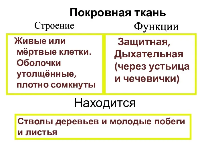 Живые или мёртвые клетки. Оболочки утолщённые, плотно сомкнуты Защитная, Дыхательная (через устьица