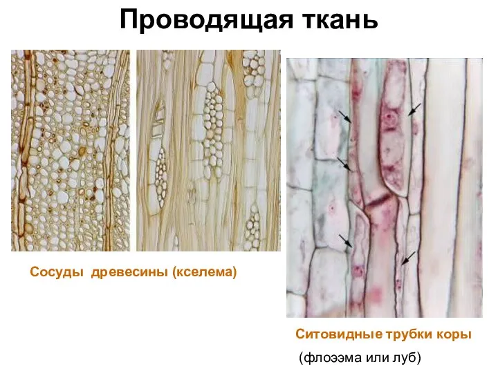 Проводящая ткань Сосуды древесины (кселема) Ситовидные трубки коры (флоээма или луб)