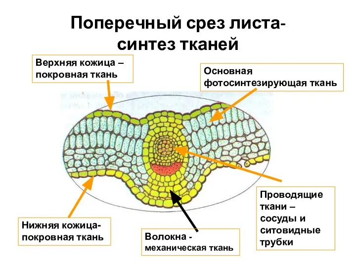 Поперечный срез листа- синтез тканей Верхняя кожица – покровная ткань Основная фотосинтезирующая