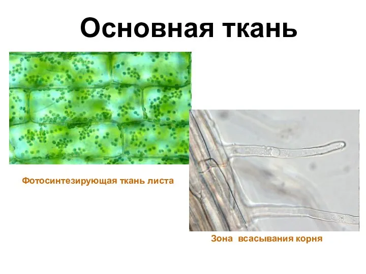 Основная ткань Фотосинтезирующая ткань листа Зона всасывания корня