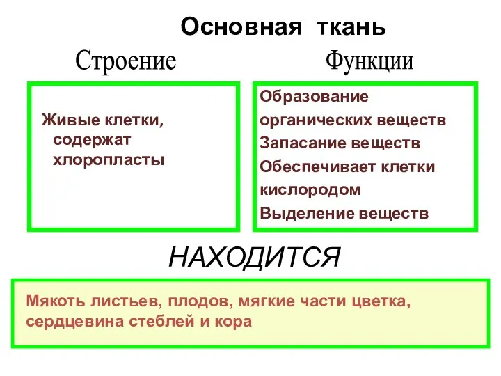 Живые клетки, содержат хлоропласты Образование органических веществ Запасание веществ Обеспечивает клетки кислородом