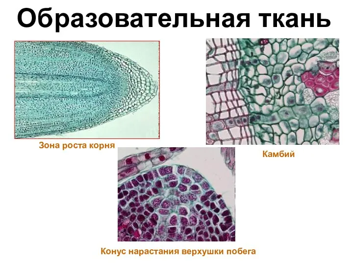 Образовательная ткань Зона роста корня Камбий Конус нарастания верхушки побега