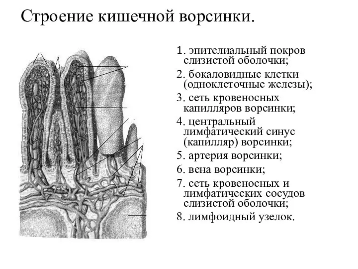 Строение кишечной ворсинки. 1. эпителиальный покров слизистой оболочки; 2. бокаловидные клетки (одноклеточные