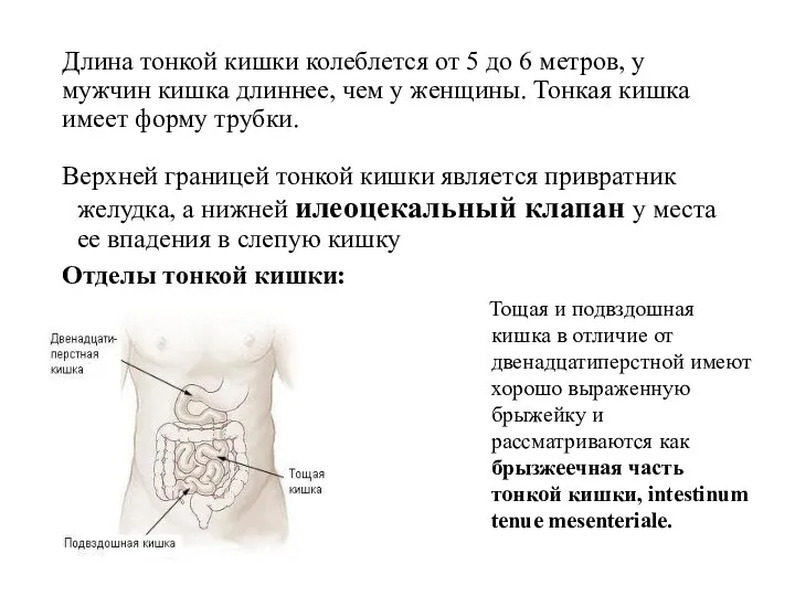 Длина тонкой кишки колеблется от 5 до 6 метров, у мужчин кишка