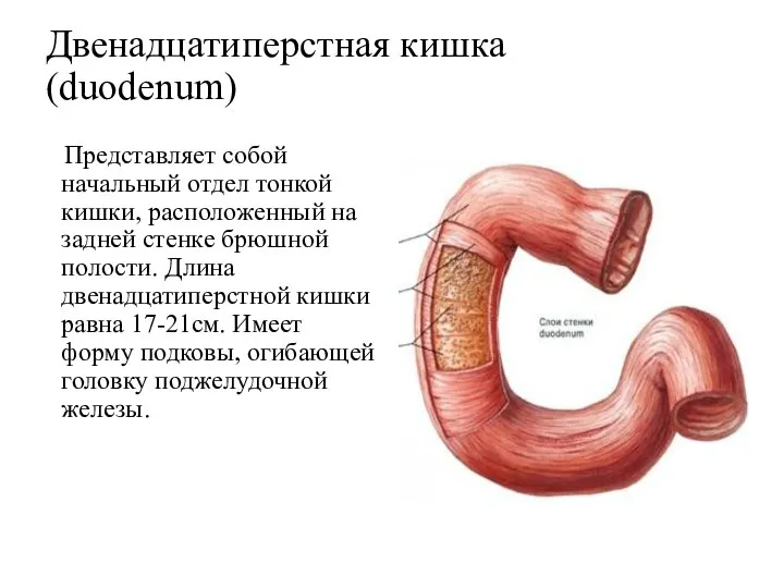 Двенадцатиперстная кишка (duodenum) Представляет собой начальный отдел тонкой кишки, расположенный на задней