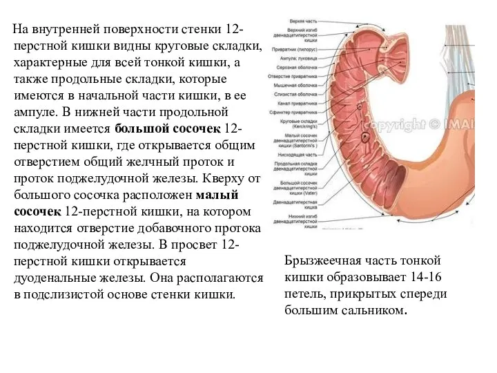 На внутренней поверхности стенки 12-перстной кишки видны круговые складки, характерные для всей