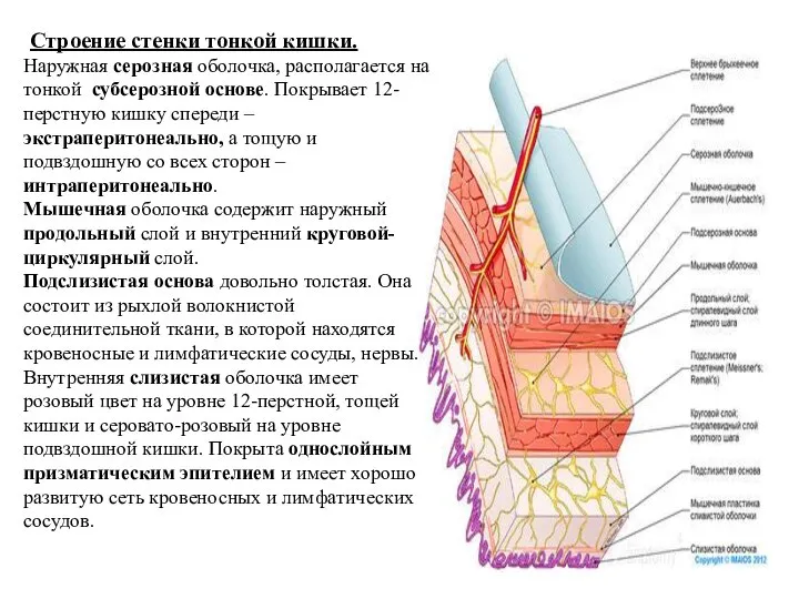 Строение стенки тонкой кишки. Наружная серозная оболочка, располагается на тонкой субсерозной основе.