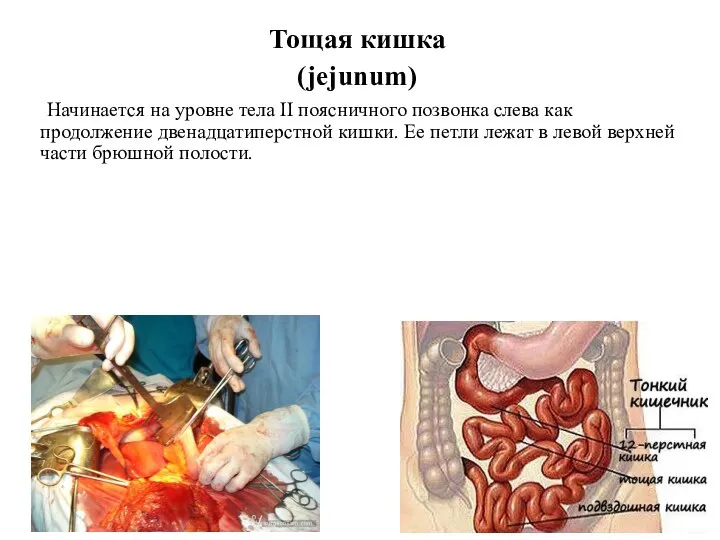 Тощая кишка (jejunum) Начинается на уровне тела II поясничного позвонка слева как