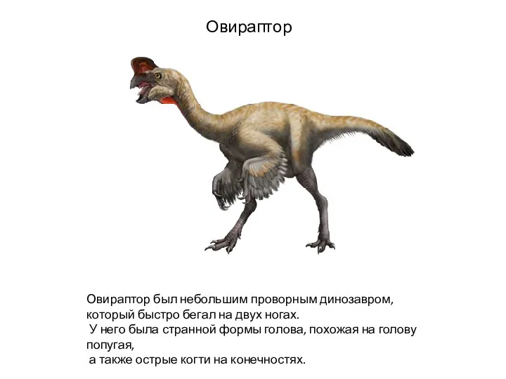 Овираптор Овираптор был небольшим проворным динозавром, который быстро бегал на двух ногах.