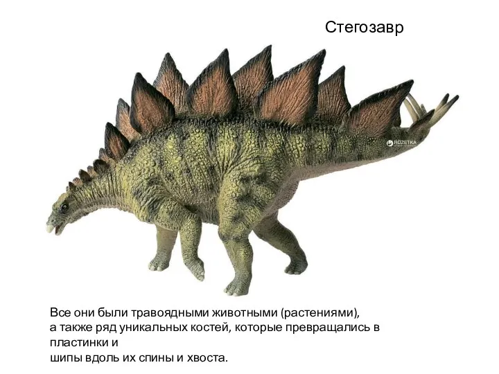 Стегозавр Все они были травоядными животными (растениями), а также ряд уникальных костей,