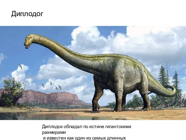 Диплодог Диплодок обладал по истине гигантскими размерами и известен как один из самых длинных динозавров.