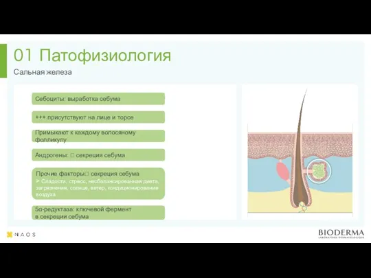 Патофизиология Сальная железа 01 Себоциты: выработка себума +++ присутствуют на лице и