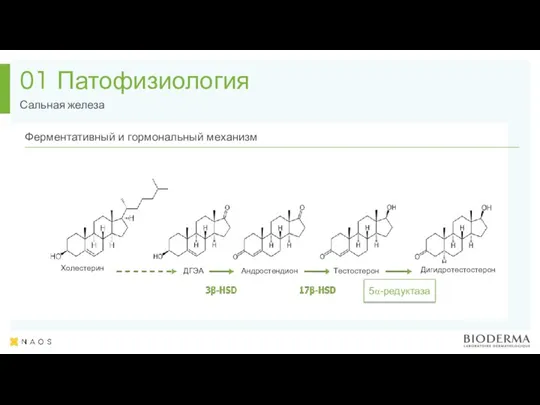 Патофизиология Сальная железа 01 5α-редуктаза Холестерин ДГЭА Андростендион Тестостерон Дигидротестостерон