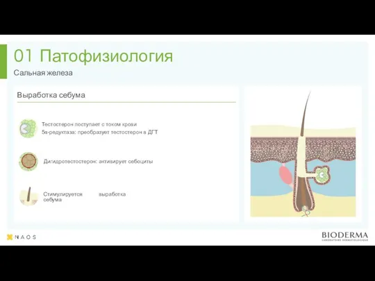 Патофизиология 01 Тестостерон поступает с током крови 5α-редуктаза: преобразует тестостерон в ДГТ