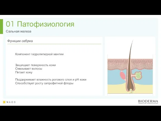 Патофизиология Сальная железа 01 Компонент гидролипидной мантии Защищает поверхность кожи Смазывает волосы