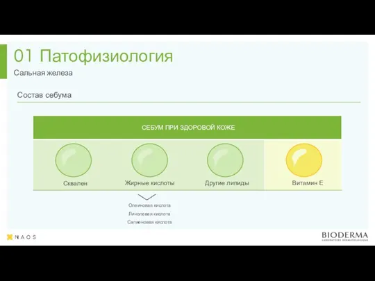 Патофизиология Сальная железа 01 Олеиновая кислота Линолевая кислота Сапиеновая кислота Сквален Жирные