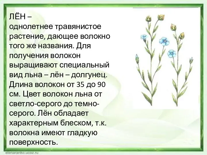 ЛЁН – однолетнее травянистое растение, дающее волокно того же названия. Для получения