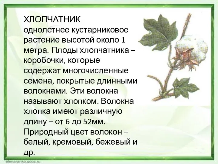 ХЛОПЧАТНИК - однолетнее кустарниковое растение высотой около 1 метра. Плоды хлопчатника –