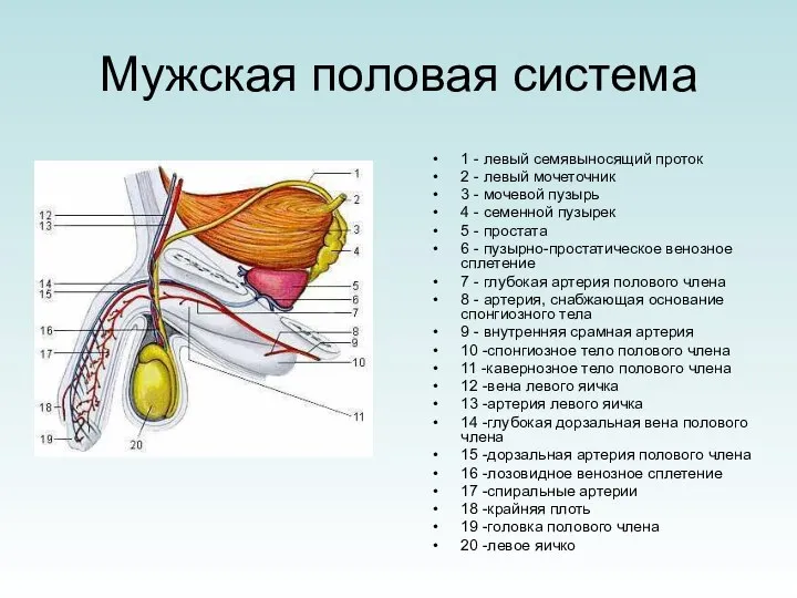 Мужская половая система 1 - левый семявыносящий проток 2 - левый мочеточник