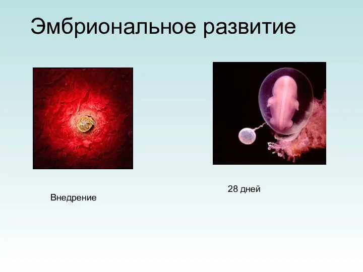 Эмбриональное развитие Внедрение 28 дней