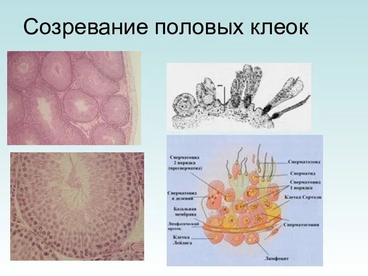 Созревание половых клеок