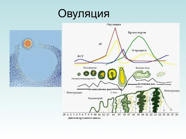 Овуляция