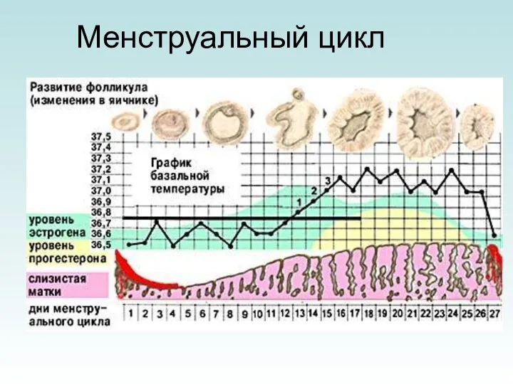 Менструальный цикл