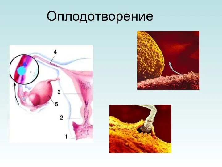 Оплодотворение