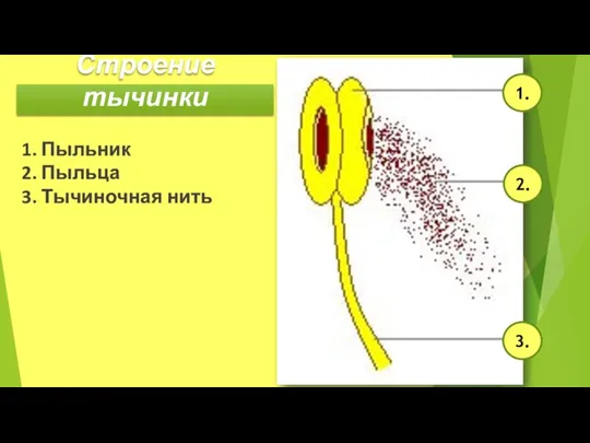 Строение тычинки 1. Пыльник 2. Пыльца 3. Тычиночная нить 1. 2. 3.