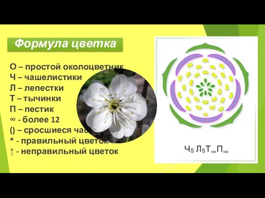 Формула цветка О – простой околоцветник Ч – чашелистики Л – лепестки