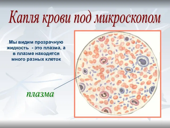 Капля крови под микроскопом Мы видим прозрачную жидкость - это плазма, а