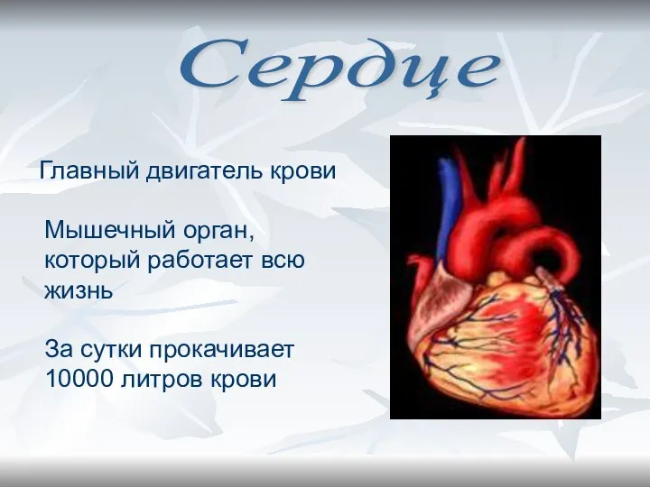 Сердце Главный двигатель крови Мышечный орган, который работает всю жизнь За сутки прокачивает 10000 литров крови