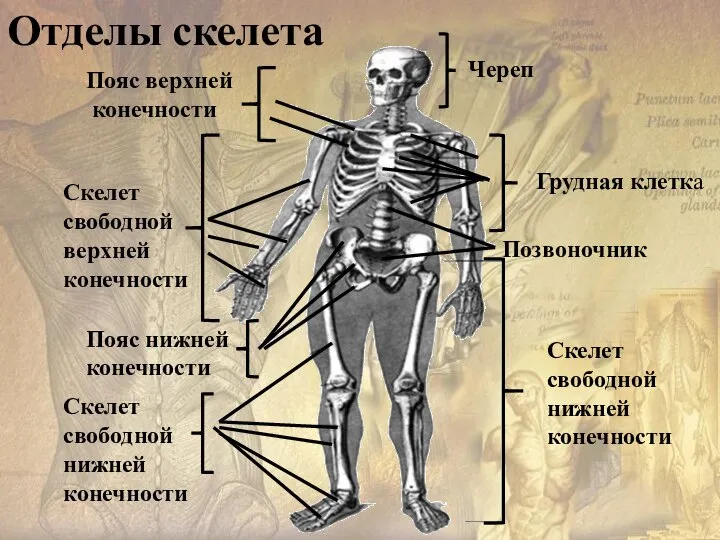 Пояс верхней конечности Скелет свободной верхней конечности Череп Грудная клетка Позвоночник Скелет