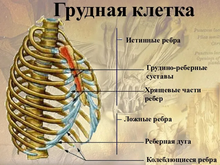 Истинные ребра Грудино-реберные суставы Хрящевые части ребер Ложные ребра Реберная дуга Колеблющиеся ребра Грудная клетка