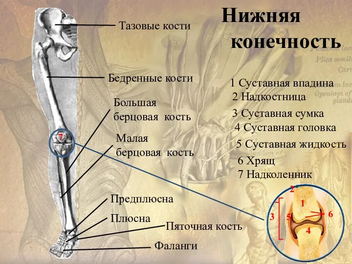 Тазовые кости Бедренные кости Большая берцовая кость Малая берцовая кость Предплюсна Плюсна