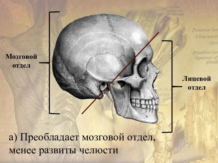 а) Преобладает мозговой отдел, менее развиты челюсти Лицевой отдел Мозговой отдел