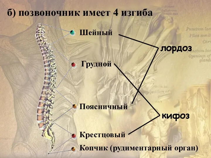 б) позвоночник имеет 4 изгиба лордоз кифоз Шейный Грудной Поясничный Копчик (рудиментарный орган) Крестцовый