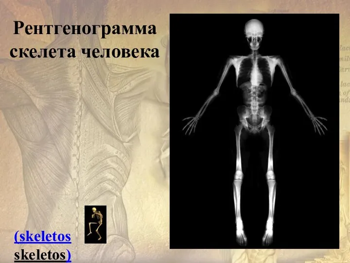 Рентгенограмма скелета человека (skeletosskeletos)