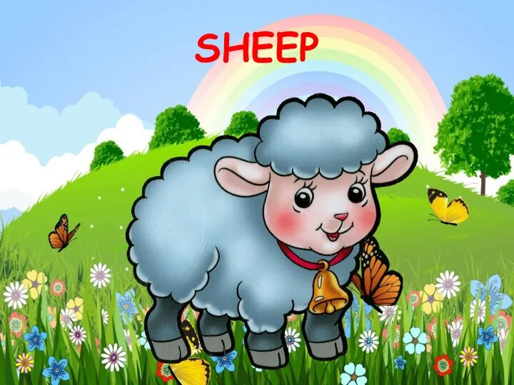 SHEEP