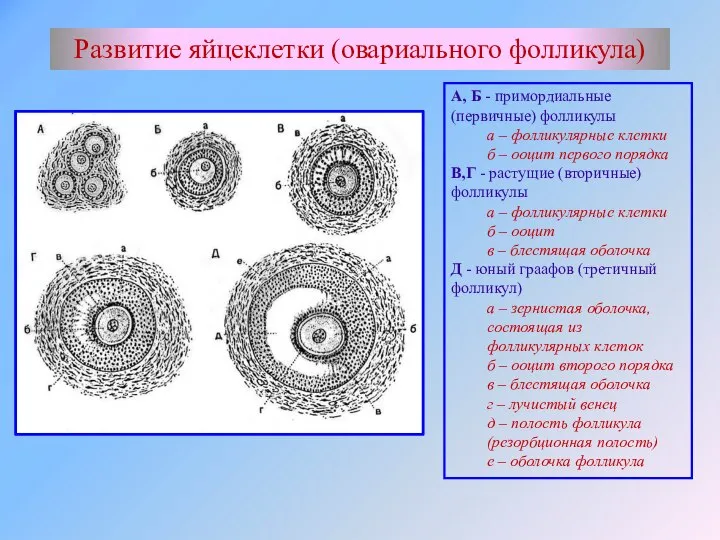 Развитие яйцеклетки (овариального фолликула) Развитие яйцеклетки (овариального фолликула) А, Б - примордиальные