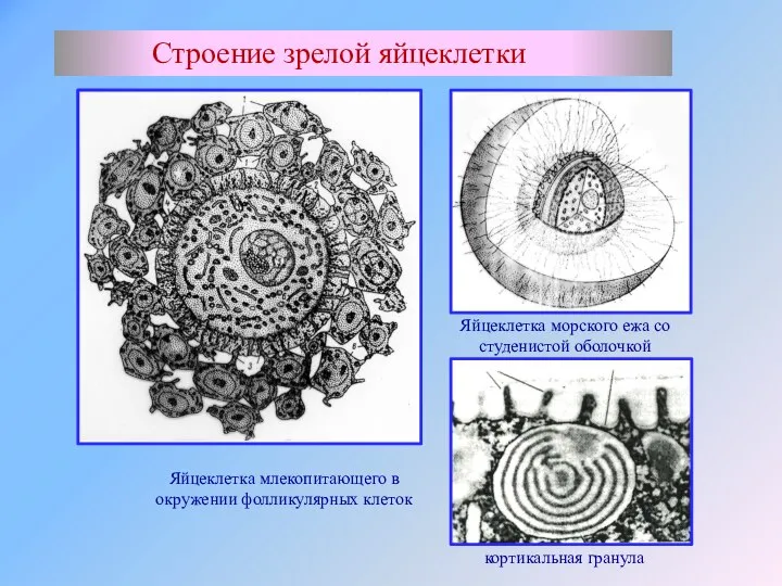 Строение зрелой яйцеклетки кортикальная гранула Яйцеклетка млекопитающего в окружении фолликулярных клеток Яйцеклетка